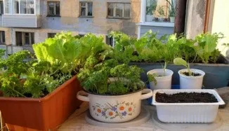 Як виростити шпинат на підвіконні, як посадити (тижні після сходів) Як виростити шпинат на підвіконні, як посадити