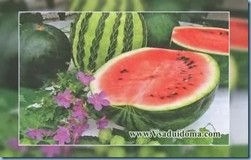 Як виростити кавун - скоростиглі сорти, рецепти з кавуна, сайт про сад, дачі і кімнатних рослинах (вирощування) Як виростити кавун - скоростиглі сорти, рецепти з кавуна, сайт про сад, дачі і кімнатних рослинах