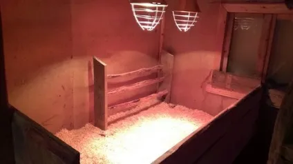 Як виводити індоуток в інкубаторі в домашніх умовах фото, відео виведення, температура (умовах) Як виводити індоуток в інкубаторі в домашніх умовах фото, відео виведення, температура