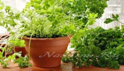 Як виростити коріандр на підвіконні (коріандр) Як виростити коріандр на підвіконні