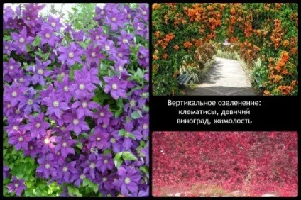 Як виростити зелені вертикалі на дачі (вертикалі) Як виростити зелені вертикалі на дачі