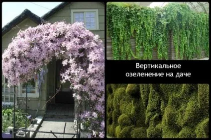 Як виростити зелені вертикалі на дачі (вертикалі) Як виростити зелені вертикалі на дачі