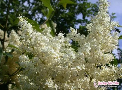 Як виростити бузок звичайну (бузок) Як виростити бузок звичайну