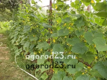 Як виростити огірки в спеку (огірки) Як виростити огірки в спеку
