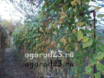 Як виростити огірки в спеку (виростити) Як виростити огірки в спеку