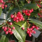 Калла з бульб (з особистого досвіду) (Догляд домашніх умовах) Калла з бульб (з особистого досвіду)