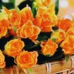 Калла з бульб (з особистого досвіду) (бульб) Калла з бульб (з особистого досвіду)