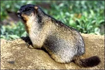 Камчатський бабак (marmota camtschatica) черношапочний бабак, розміри ознаки опис забарвлення
