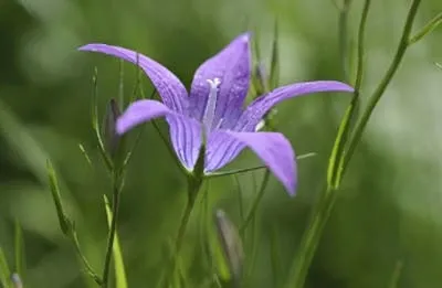 Кампанула домашня
