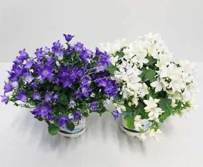 Кампанула домашня