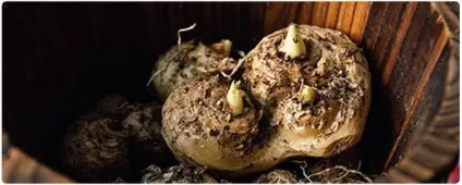 Кали розмноження, посадка, догляд і сорти