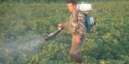 Як захистити баклажани від колорадського жука засоби та препарати проти шкідника (колорадського) Як захистити баклажани від колорадського жука засоби та препарати проти шкідника
