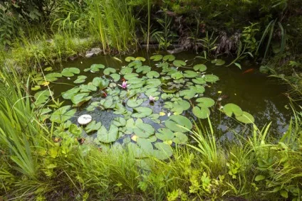 Як засипати ставок ліквідація штучного і природного водоймища (ставок) Як засипати ставок ліквідація штучного і природного водоймища