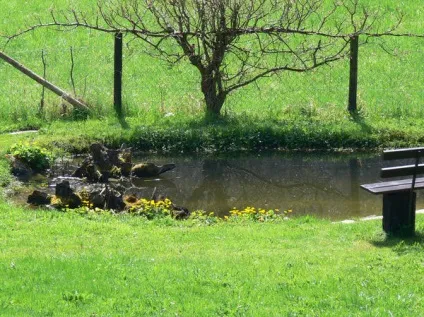 Як засипати ставок ліквідація штучного і природного водоймища (природного) Як засипати ставок ліквідація штучного і природного водоймища