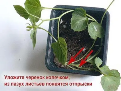 Кампанула догляд в домашніх умовах, розмноження, цвітіння, пересадка, обрізка, хвороби, фото і відео (фото) Кампанула догляд в домашніх умовах, розмноження, цвітіння, пересадка, обрізка, хвороби, фото і відео