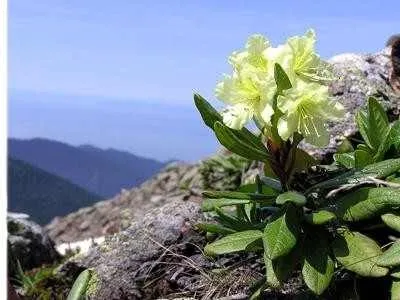 Кашкара золотиста або рододендрон золотистий домашні кімнатні рослини (рододендрон) Кашкара золотиста або рододендрон золотистий домашні кімнатні рослини