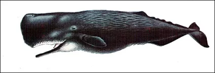 Кашалот (physeter catodon) кашалот, зовнішній вигляд опис розмір вага забарвлення поширення ареал (забарвлення) Кашалот (physeter catodon) кашалот, зовнішній вигляд опис розмір вага забарвлення поширення ареал