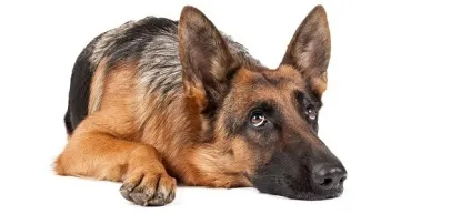 До чого сниться вівчарка
