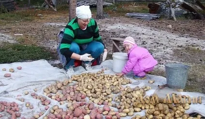 До чого сниться картопля сонник картопля уві сні вказує на рутину сірих буднів (сниться картопля) До чого сниться картопля сонник картопля уві сні вказує на рутину сірих буднів