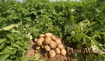 До чого сниться картопля сонник картопля уві сні вказує на рутину сірих буднів (сниться картопля) До чого сниться картопля сонник картопля уві сні вказує на рутину сірих буднів
