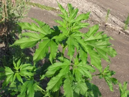 Карантинні бур'яни список фото (боротьби цим бур'яном) Карантинні бур'яни список фото