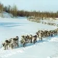 Класичні види кінного спорту (класичні) Класичні види кінного спорту