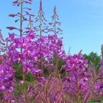 Хаменерій протипоказання і корисні властивості (протипоказання) Хаменерій протипоказання і корисні властивості