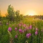 Хаменерій протипоказання і корисні властивості (корисні) Хаменерій протипоказання і корисні властивості