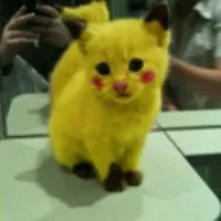 Коли можна спокутувати кота після кастрації (кастрації?) Коли можна спокутувати кота після кастрації
