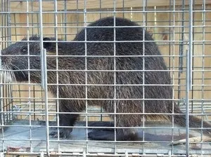 Клітки для нутрій своїми руками як побудувати, інструкція і технологія побудови (клітини) Клітки для нутрій своїми руками як побудувати, інструкція і технологія побудови