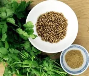 Кінза смачна і корисна пряність, рецепт здоров'я (кінза) Кінза смачна і корисна пряність, рецепт здоров'я
