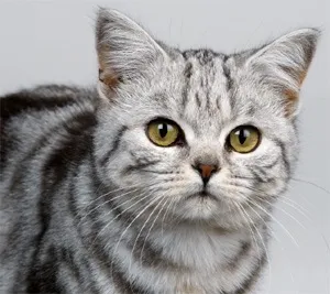 клички кішок