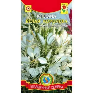 Клеома - вирощування цвітної розсади з насіння (квіти Клеома фонтан вирощування догляд кольоровий насіння фото) Клеома - вирощування цвітної розсади з насіння