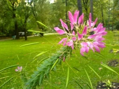 Клеома посадка і догляд у відкритому грунті розмноження насінням (догляд) Клеома посадка і догляд у відкритому грунті розмноження насінням