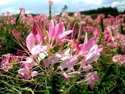 Клеома посадка і догляд у відкритому грунті розмноження насінням (догляд) Клеома посадка і догляд у відкритому грунті розмноження насінням