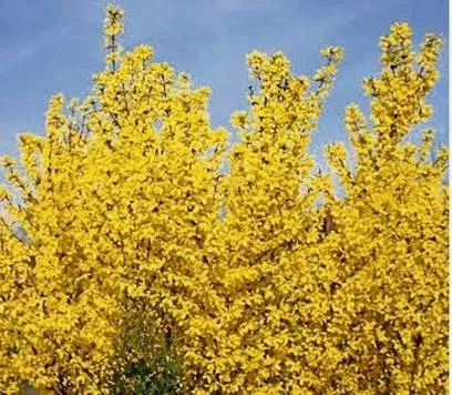 Коли і як слід обрізати декоративні чагарники (форзиція) Коли і як слід обрізати декоративні чагарники