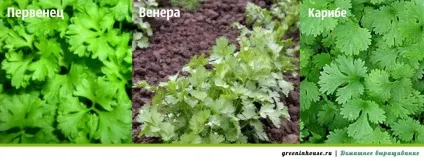 Кінза на підвіконні