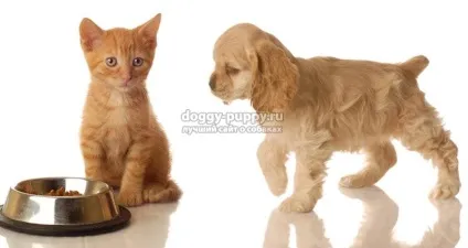 Класи кормів для собак список і рейтинг (види сухих кормів для собак) Класи кормів для собак список і рейтинг