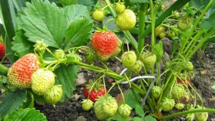 Полуниця вирощування і догляд в сибіру (комплекс корисних речовин) Полуниця вирощування і догляд в сибіру