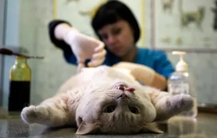Коли каструвати кота британця, в якому віці каструють котів британців (каструвати) Коли каструвати кота британця, в якому віці каструють котів британців
