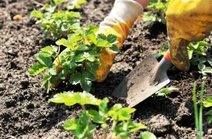 Полуниця вирощування і догляд в сибіру (сибіру) Полуниця вирощування і догляд в сибіру