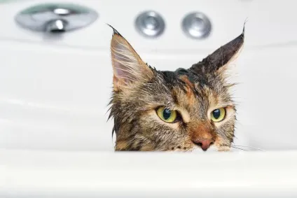 Коли можна мити кота після кастрації (кота) Коли можна мити кота після кастрації