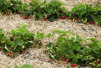 Полуниця вирощування і догляд в сибіру, сорти для холодних регіонів (полуниця вирощування догляд сибір) Полуниця вирощування і догляд в сибіру, сорти для холодних регіонів