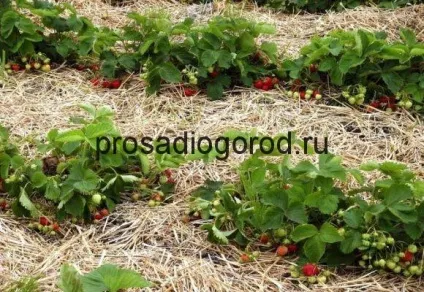 Полуниця вирощування і догляд в сибіру кращі і нові сорти, відео та фото (полуниця) Полуниця вирощування і догляд в сибіру кращі і нові сорти, відео та фото