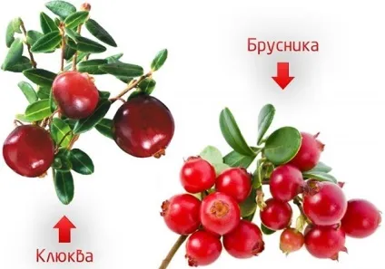 Журавлина і брусниця відмінності, фото (журавлина) Журавлина і брусниця відмінності, фото