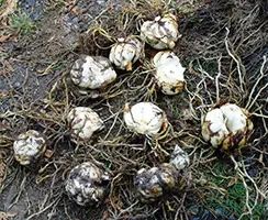 Коли викопувати лілії