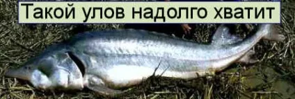Комодські варани - про живих драконів серед людей (дракон) Комодські варани - про живих драконів серед людей