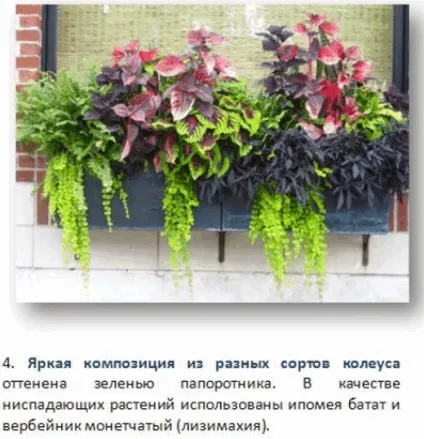 Контейнерне квітникарство, красиві ідеї для саду (контейнерне) Контейнерне квітникарство, красиві ідеї для саду