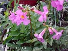 Інкарвіллея в сибірському саду (саду) Інкарвіллея в сибірському саду