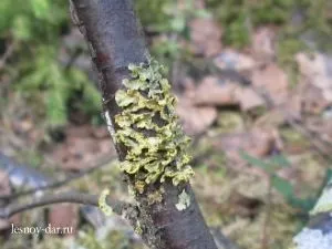 цікаві лишайники
